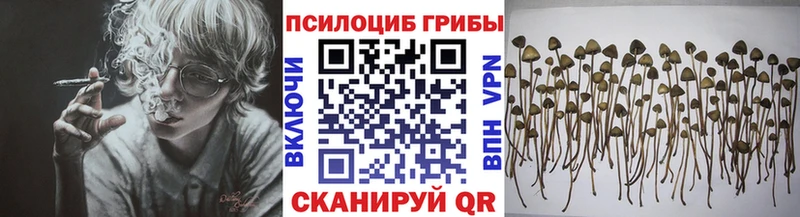 где найти   Луховицы  Псилоцибиновые грибы мухоморы 